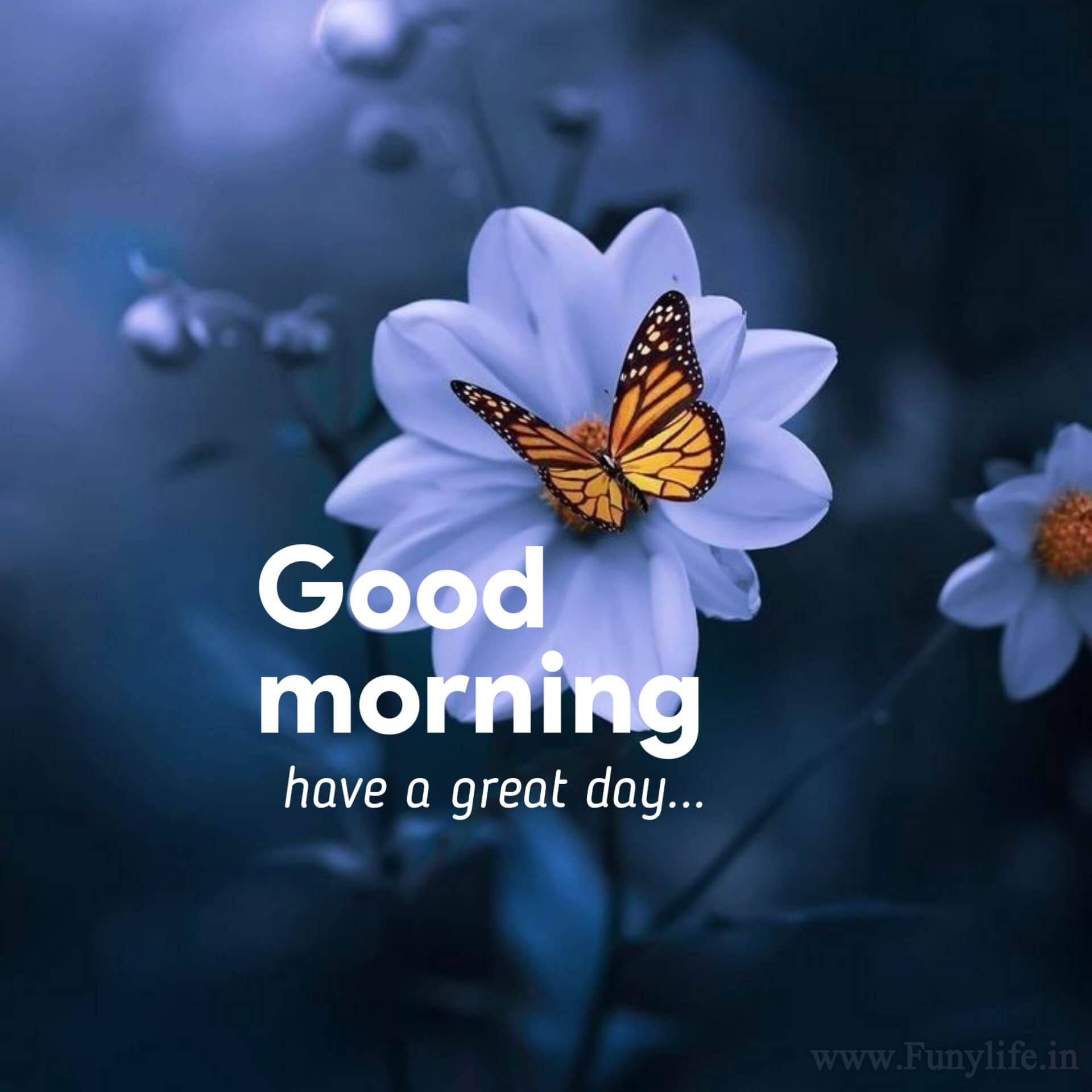 50+ New Beautiful Good Morning Images & Wishes...