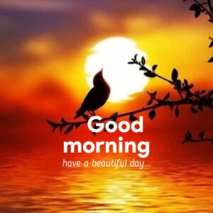 100+ New Beautiful Good Morning Images & Wishes 2023