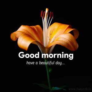 50+ New Beautiful Good Morning Images & Wishes...