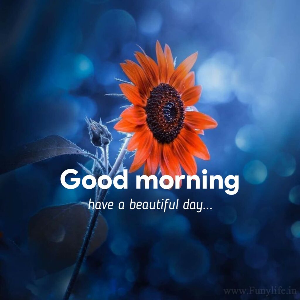 100+ New Beautiful Good Morning Images & Wishes 2023