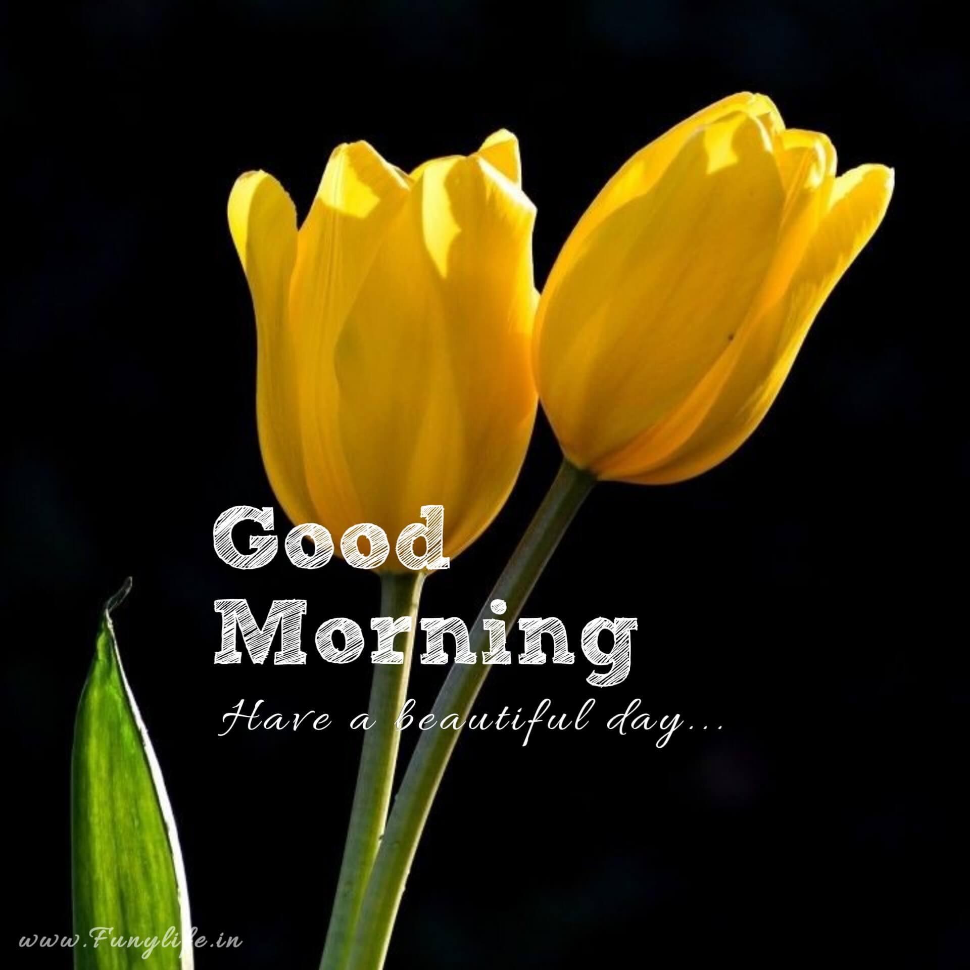 200+ New Beautiful Good Morning Images & Wishes 2023